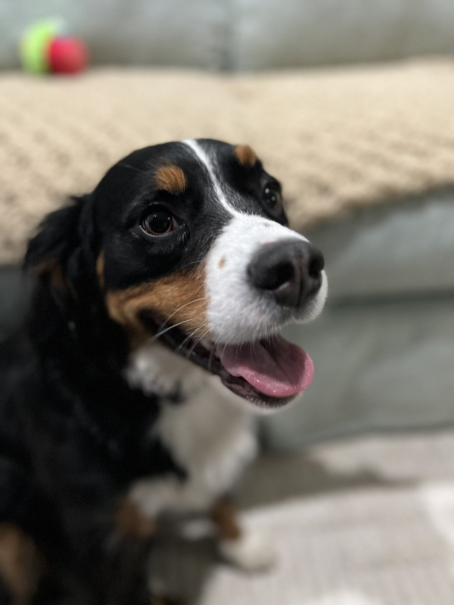 PawsAtHome's tweet image. Rolling out the new client #WelcomeWaggin for this happy girl ❤️🐶🐾🥹