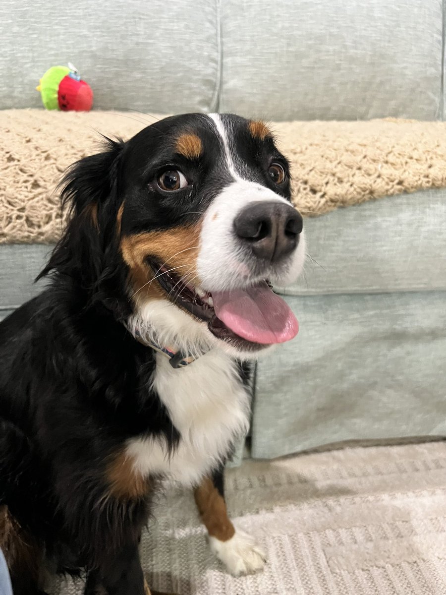 PawsAtHome's tweet image. Rolling out the new client #WelcomeWaggin for this happy girl ❤️🐶🐾🥹