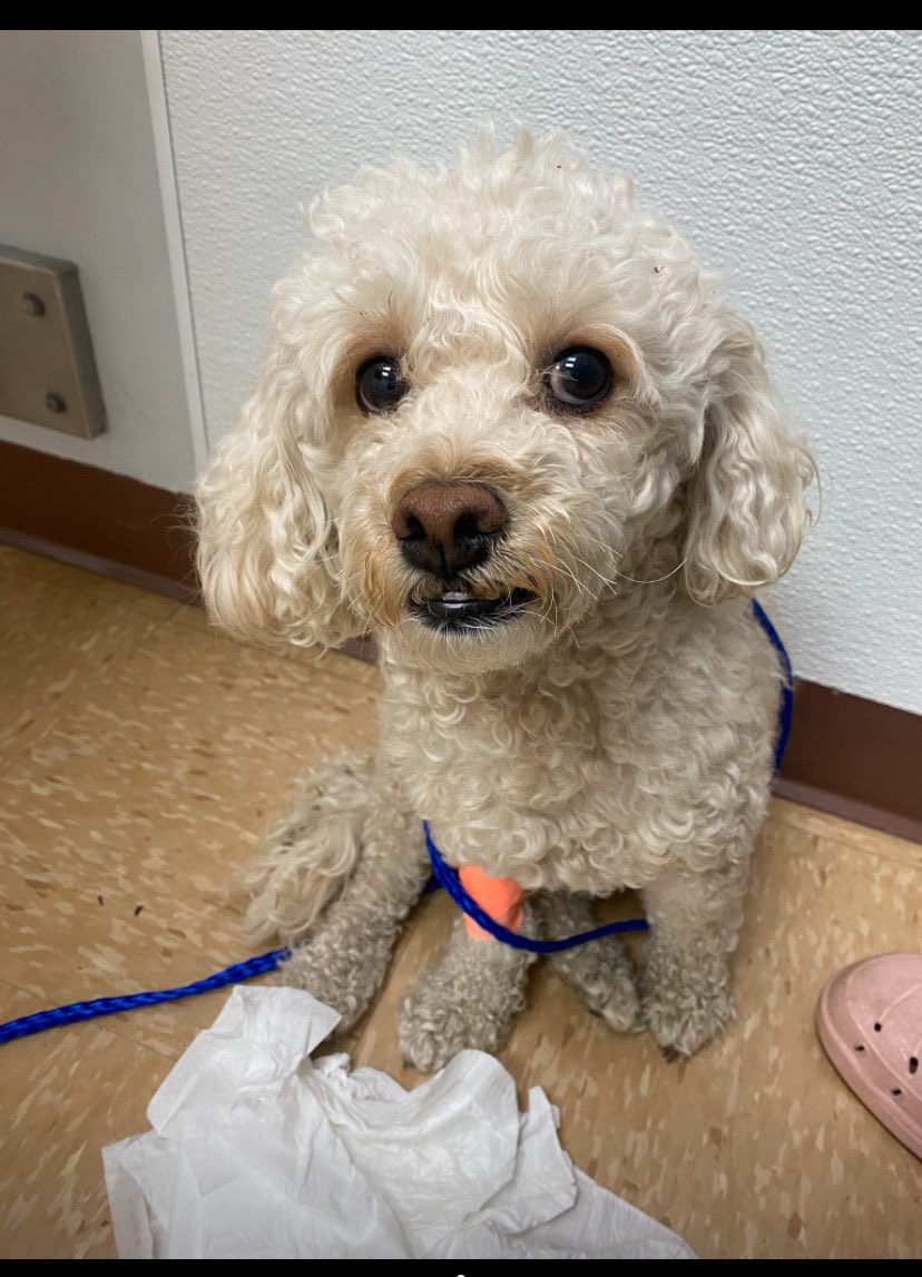 RWallaceFOX26's tweet image. Dog owner  says she watched in horror as 3 big dogs came through the fence causing fatal injuries #onlyonfox #fox26 #dogs #nopetownershouldwitnessthis