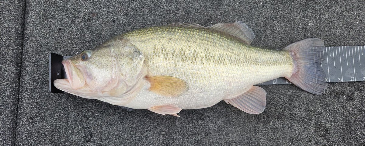 1995Geezer's tweet photo. 5 ½ lb bass to kick off the community feed! Nice Texas bass #Txbass https://t.co/vCSa0x8VTh