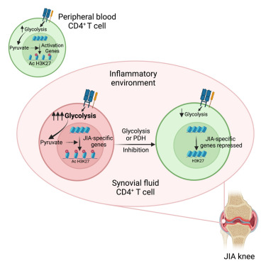 Waggoner Lab (@labwaggoner) on Twitter photo Glycolysis drives disease-specific H3K27 acetylation and transcription in CD4+ T cells of patients with juvenile idiopathic arthritis <a href="/CellReports/">Cell Reports</a>
cell.com/cell-reports/f… Glycolysis drives disease-specific H3K27 acetylation and transcription in CD4+ T cells of patients with juvenile idiopathic arthritis <a href="/CellReports/">Cell Reports</a>
cell.com/cell-reports/f…