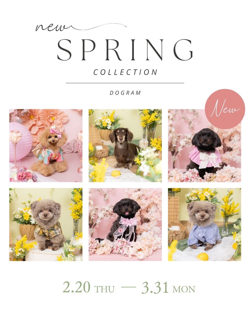 dogram_official's tweet photo. 大変お待たせしました👏✨
Spring Collectionご予約開始です📢💓
ご予約はこちら▶︎ https://t.co/ZVpB8plyf8 https://t.co/03QuIuSeVR