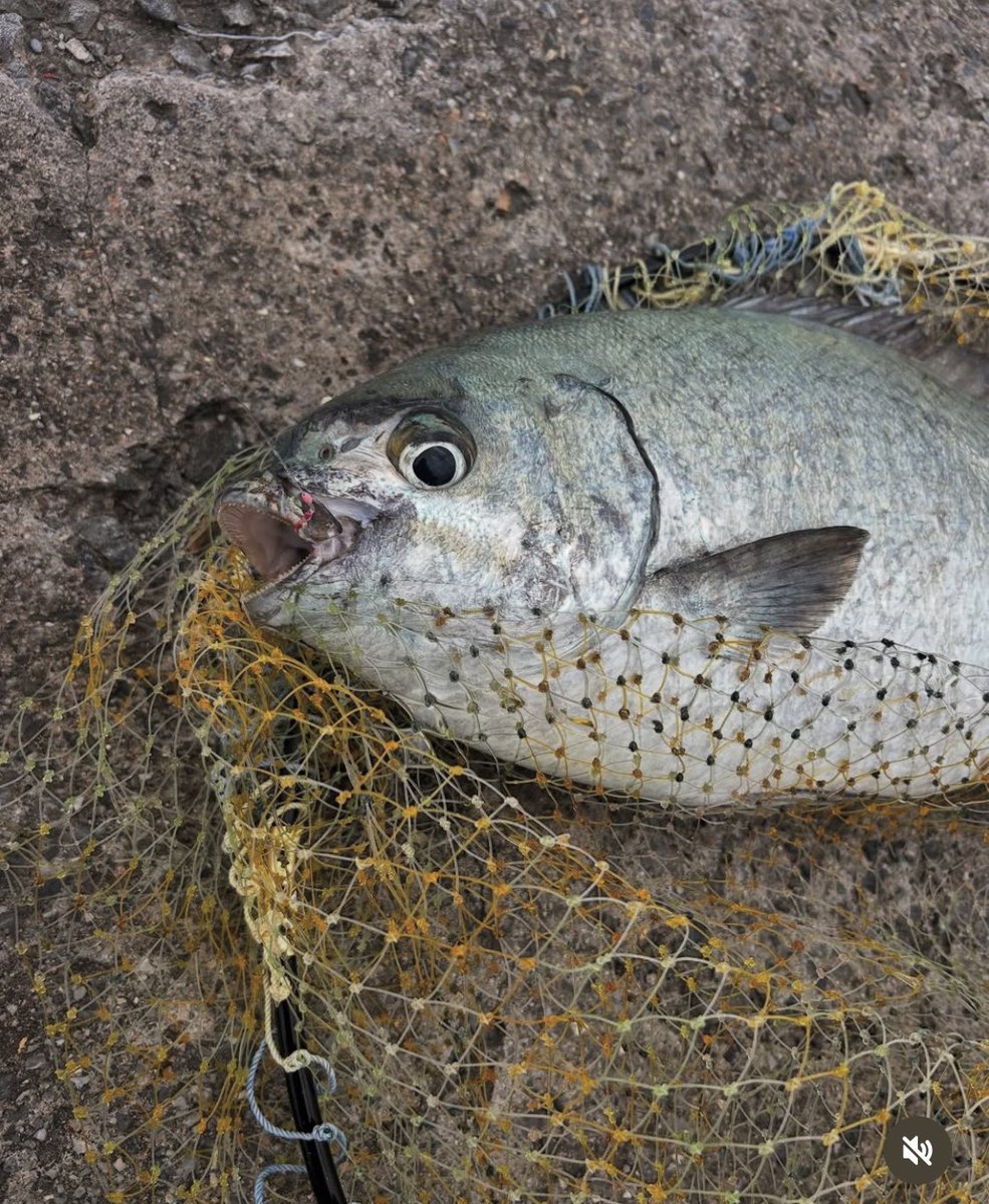 ukiya0101's tweet photo. はい！松田ウキチャレンジvol,3
8人目の達成者でました！
「松山TSで40アップの魚釣る」
場所は沖縄
使用ウキは松山TS 4-4
釣ったのはイスズミ50.5cm
おめでとう御座います
しかもこの前の週に松飛別作で
60オーバーのイスズミもゲットしてます。
2週連続やりました
松田ウキしか勝たんやっさ
#松山TS https://t.co/MwCjYffjve