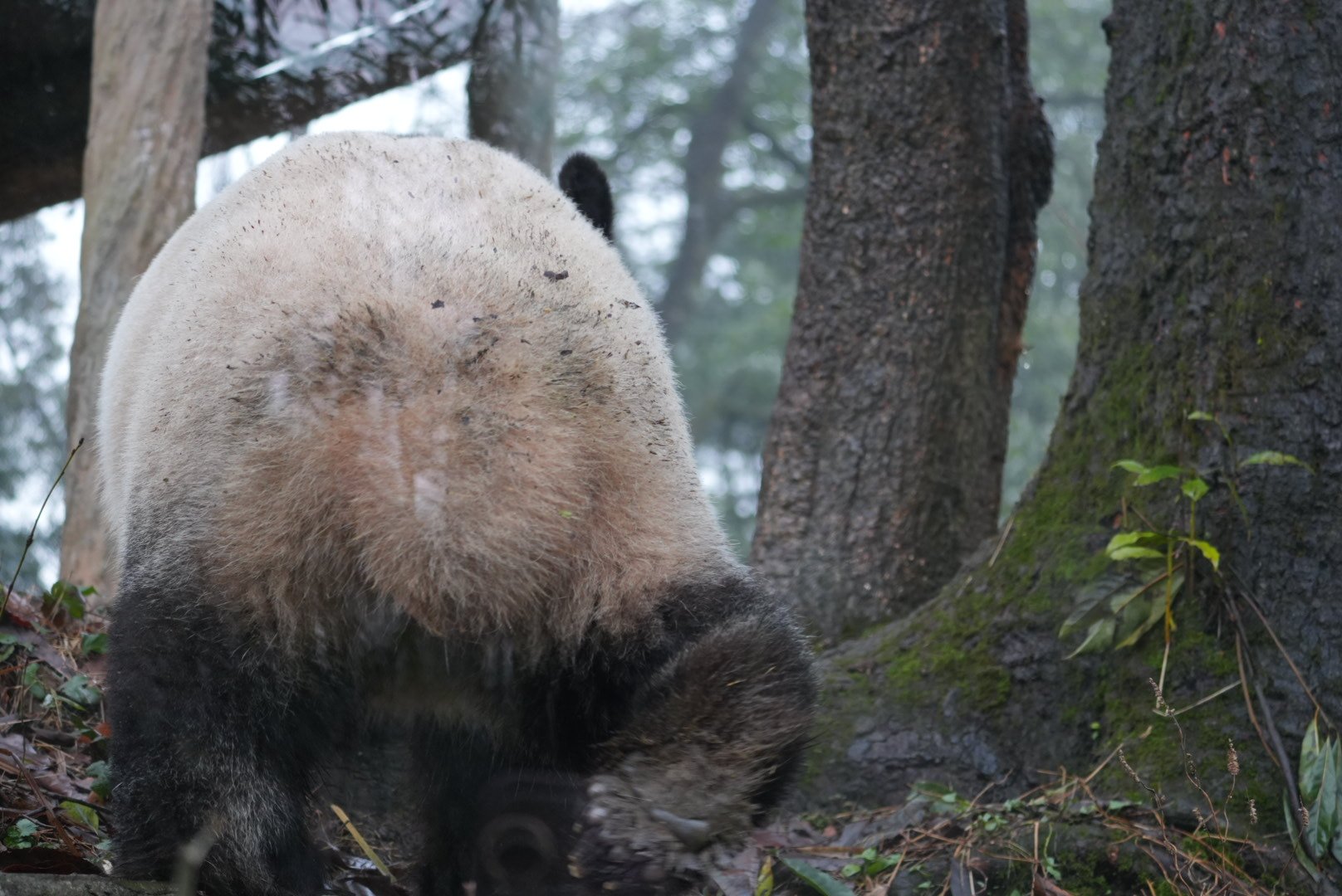 すあま様パネル【ハンカチリクエスト受付】 リラックマ ごゆるりサイト