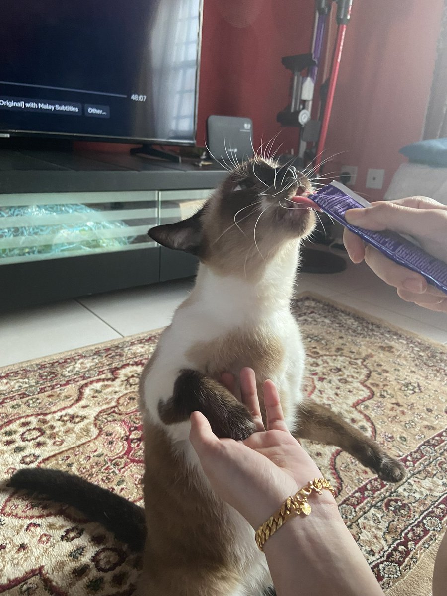 athirahazmn's tweet photo. @goodmeowning__ Kucing Hangus aka Maya! 🥰 https://t.co/dnz1NVCtkh