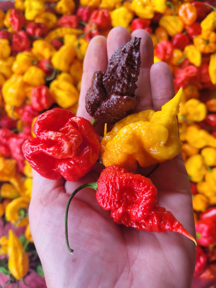 FireDragonChillies tweet media