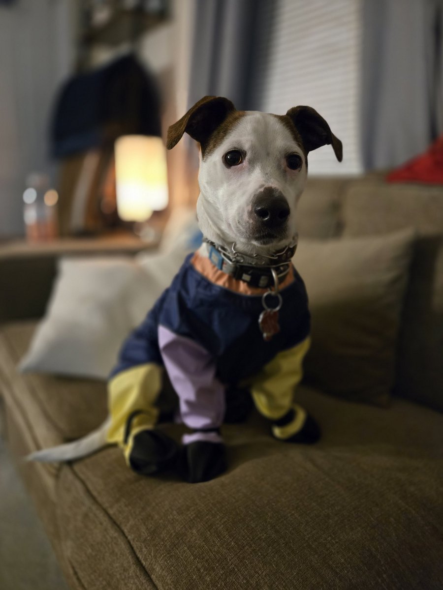 The cuteness factor with him is on point. #SnowSuit #PupLife