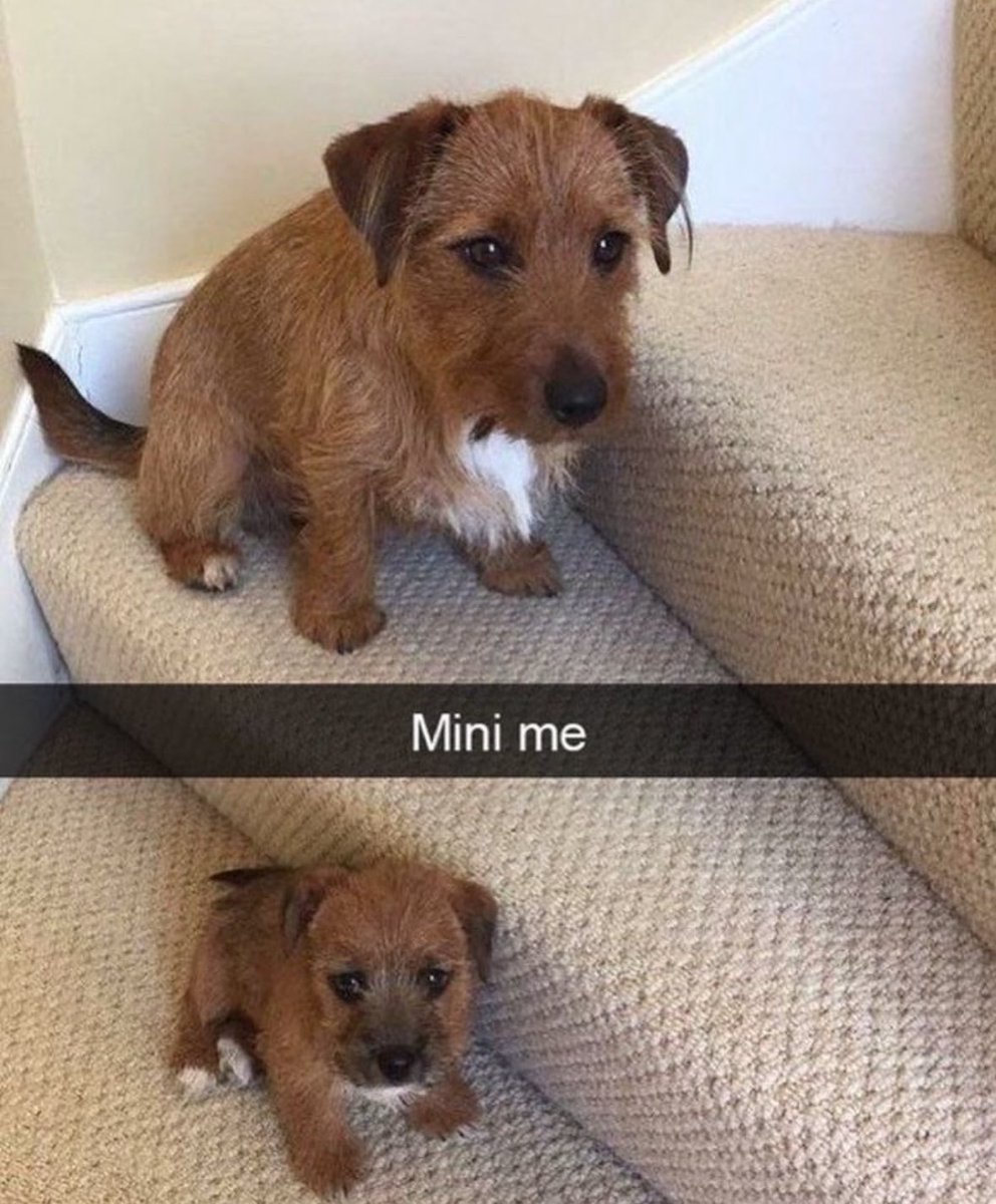 twaniimals's tweet photo. https://t.co/fJH1BtXksa