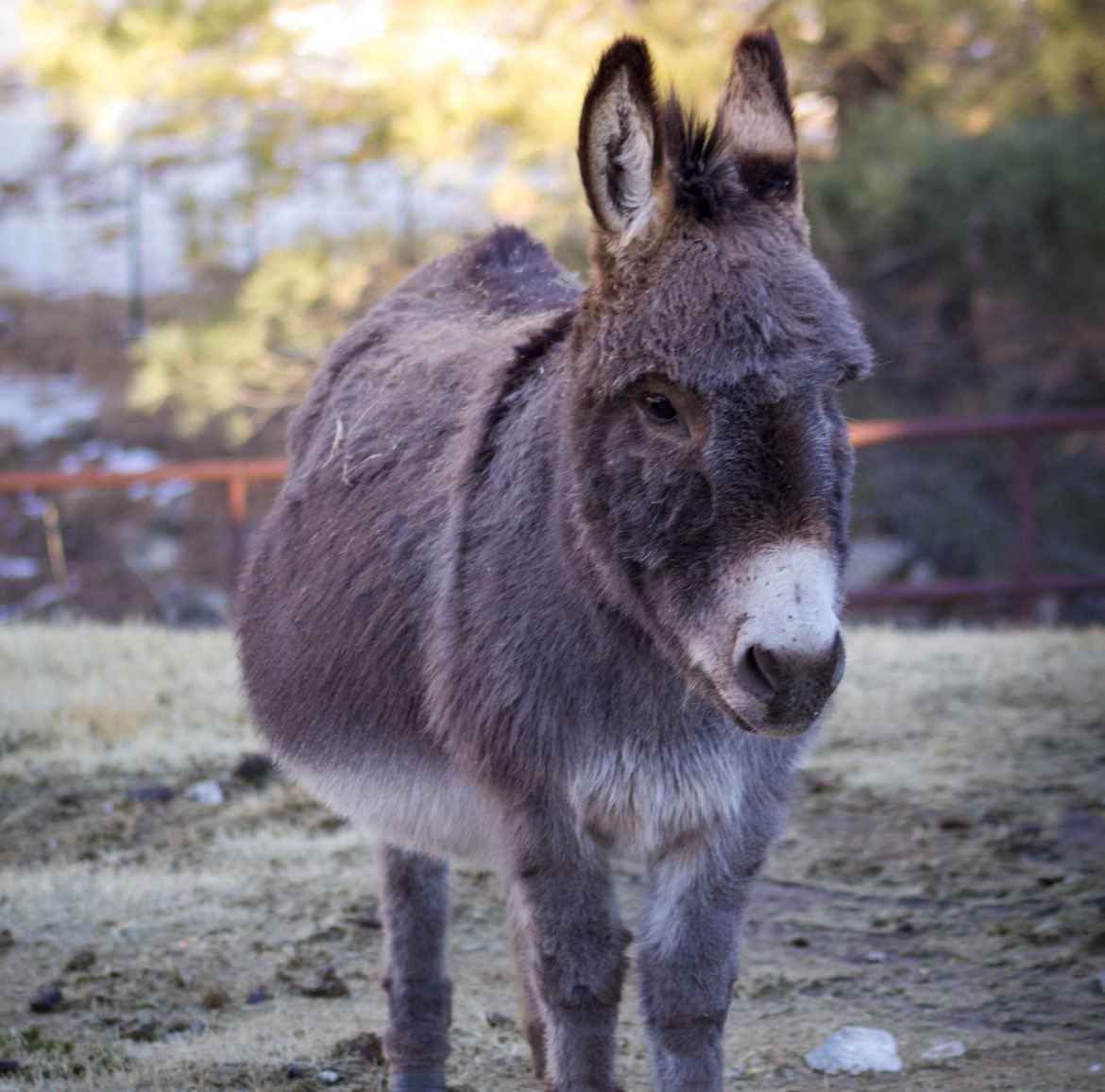 LittleJRanch's tweet photo. Happy #WishlistWednesday! We’re in need of a few items to help residents. Items on our wish lists include:
+Animal Feed
+Animal Enrichment
+Animal Care Products
+Gift Cards (for when we need to purchase supplies ASAP)
+ lots more!
You can find the wish list items, what we use them for/why we need them, and how many we need right now below. As always, we are so grateful for each and every one of you, Little J Ranch Fam! 
Amazon, Chewy and Tractor Supply Wishlists:
https://t.co/wBCcs2rtga
 #wishlistwednesday #wishlistwednesday🎲