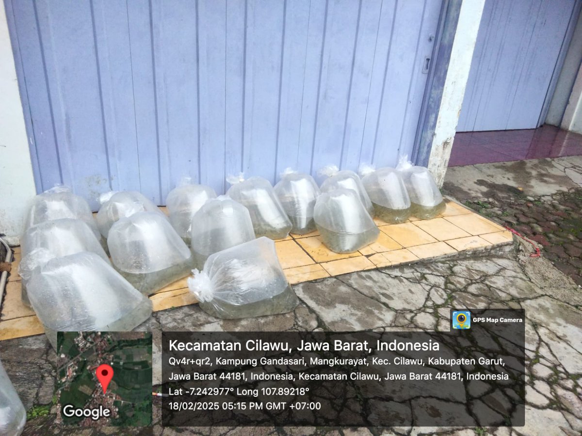 NitaFarida_1704's tweet photo. Selasa (18/02), Nita Siti Farida, Luhkan Garut, di Pokdakan Berkah Mandiri Investama Ds Mangkurakyat, Pendampingan bantuan benih ikan nila dari BBAT Sukabumi #GiatLuhkanSatminkalbogor #KabGarut #Aktivitas
@brpbatpp_bogor
@pusluh_bppsdm
@bppsdm_kp https://t.co/mm1LILkpGi