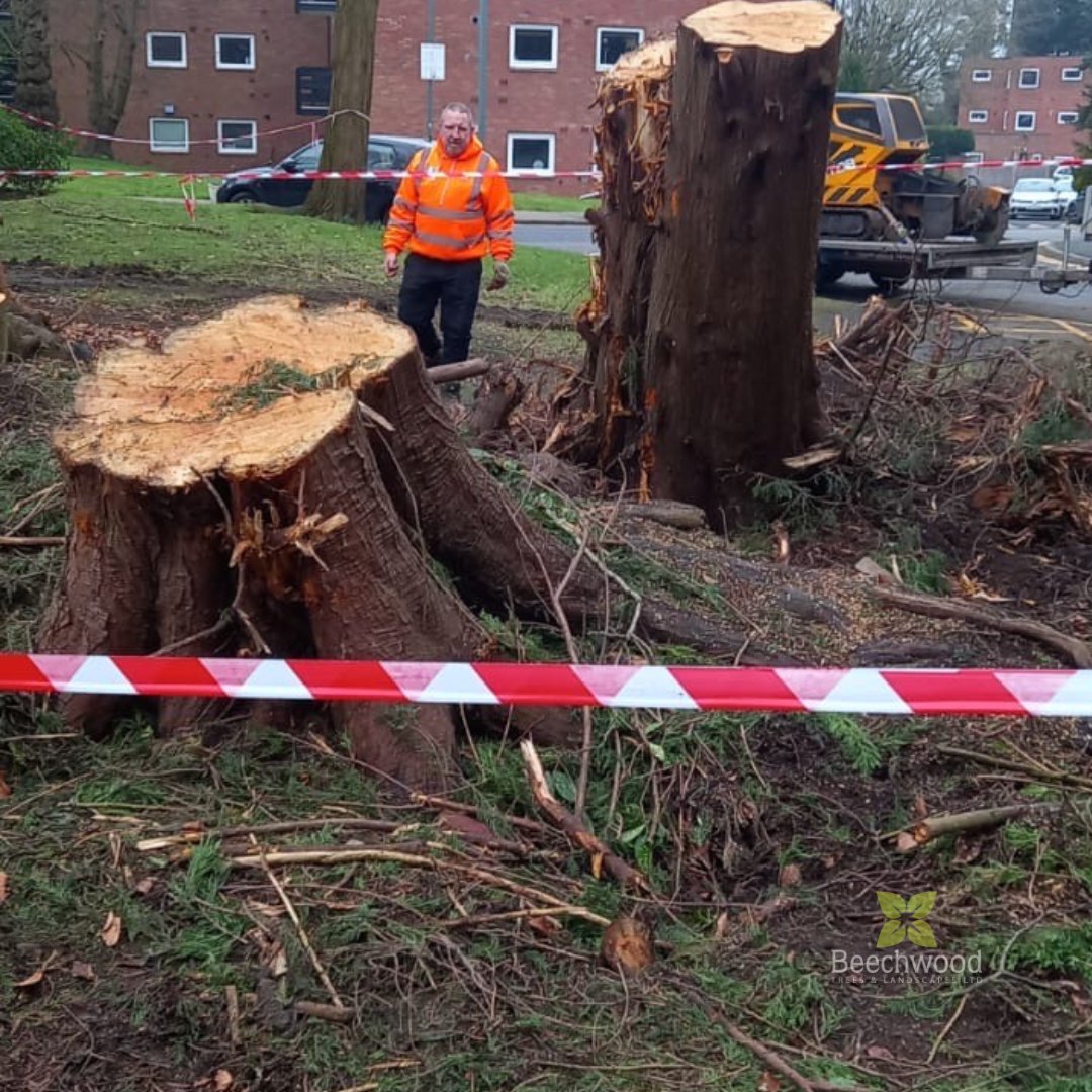 BossBeechwood's tweet image. Did you know that we are still cleaning up damage from Storm Darragh? 

🌳 This week, we carried out stump grinding at a block of apartments where trees had fallen. Keeping spaces safe and tidy! 💪 

#TreeCare #StormCleanup