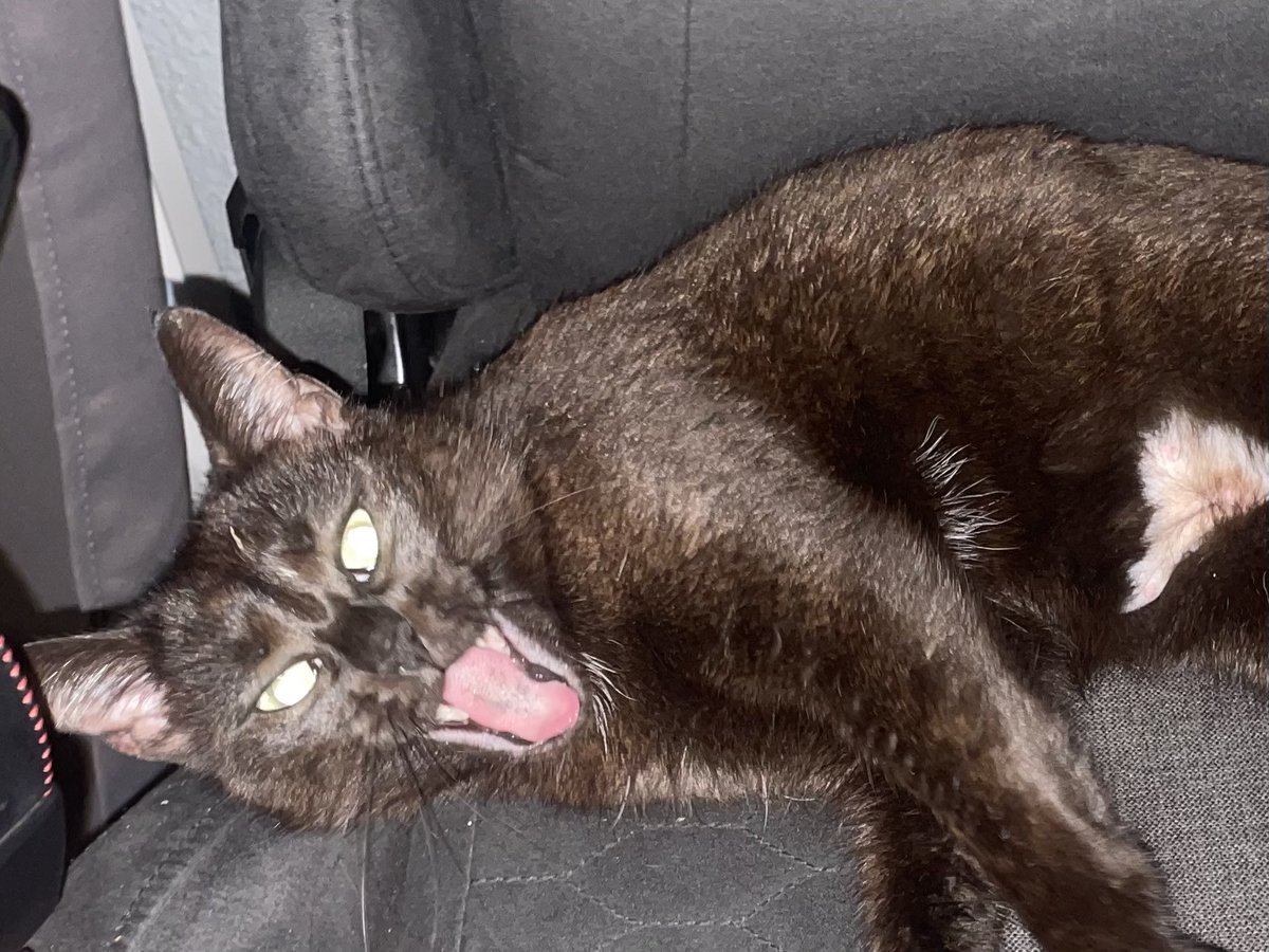 Juliepetitepat's tweet image. Pareil j’ai enfin réussi des belles photos #profitez