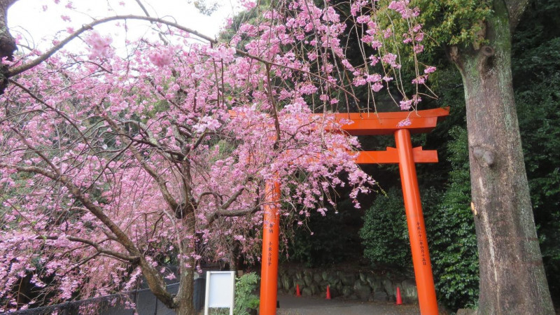 exp_ja's tweet photo. 【静岡】早春に人気の桜のお花見スポットをご紹介します🌸

▽記事を読む
https://t.co/prHNPwOQfv https://t.co/6d2QjPEEfo