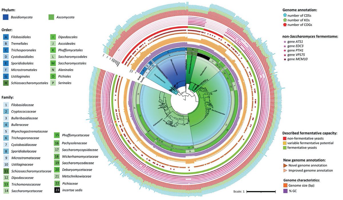 Wine connoisseurs take note: 

The study of Franco-Duarte et al. (2025) unveils the fermentome and flavorome of 530 non-Saccharomyces yeasts from winemaking environments, shedding light on their genomic potential to shape fermentation and aroma profiles.

doi.org/10.3114/sim.20…