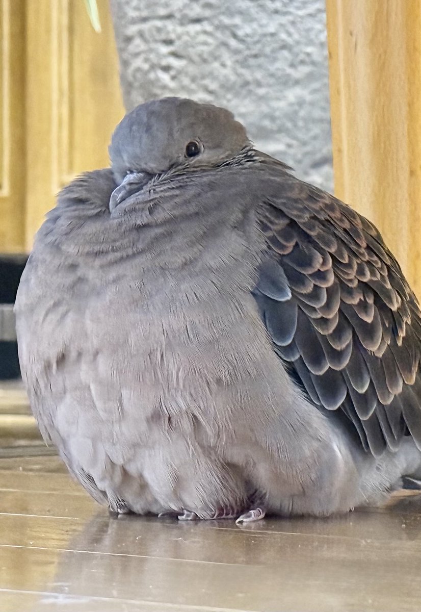 tocox's tweet image. #キジバト #糸ちゃん