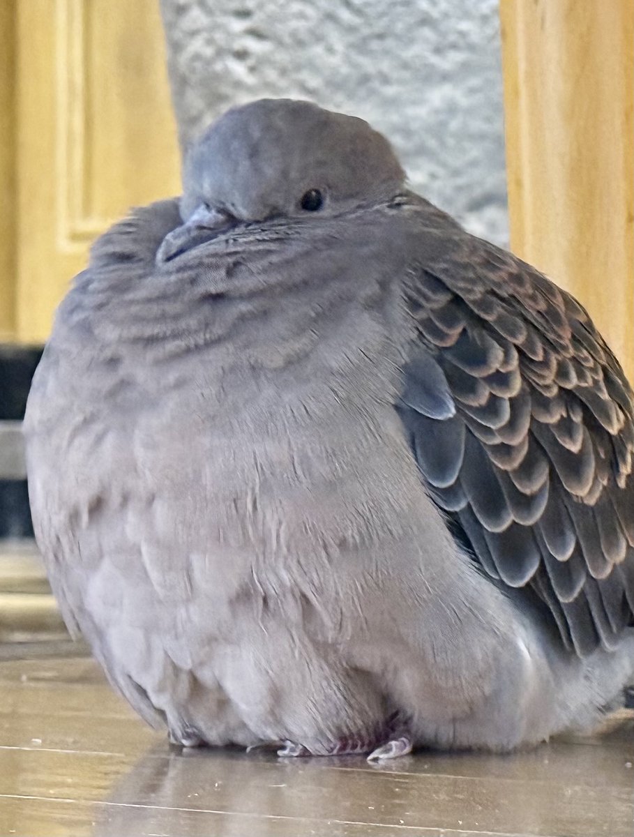 tocox's tweet image. #キジバト #糸ちゃん