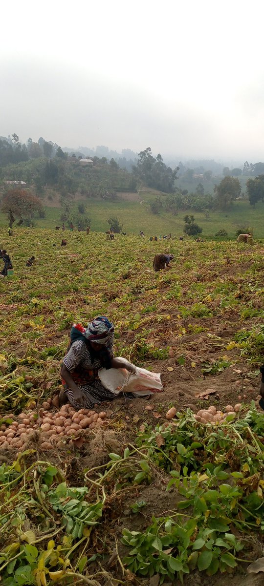 TICHA MANDEVU13 tweet media