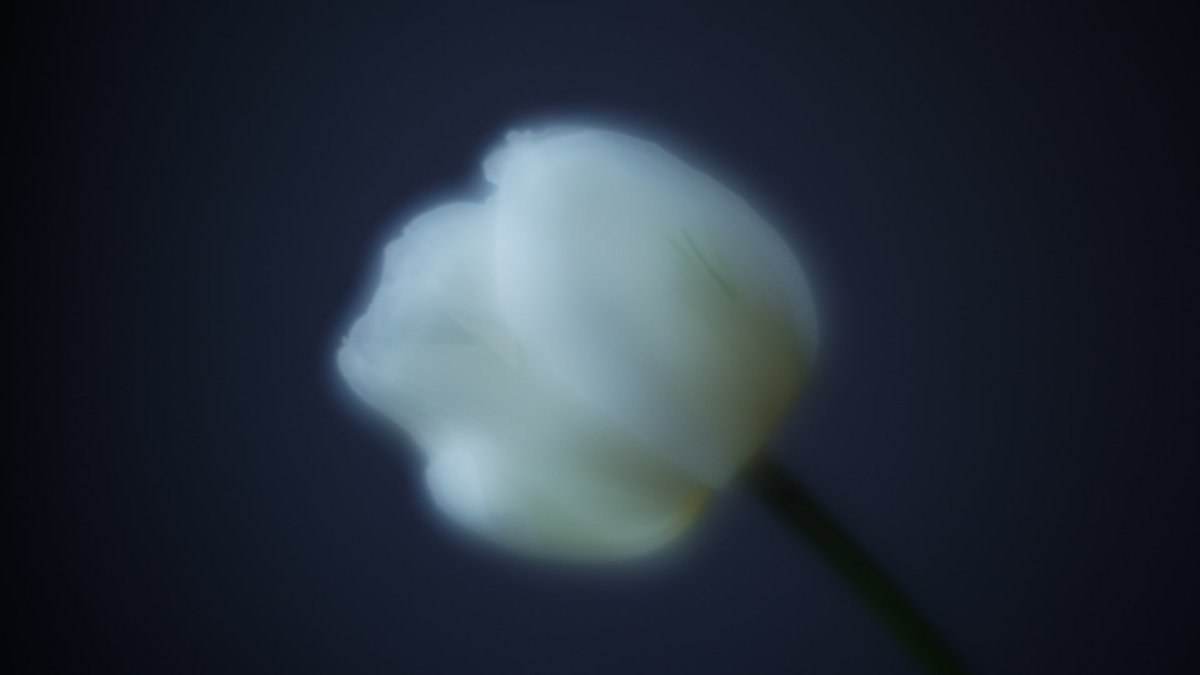 miyagi_univ's tweet photo. 長谷川尚子 - UNCERTAINTY
https://t.co/Za2YCILuvX
この作品は「物質の存在と時間」をテーマに、写真のみを素材とした「写真映像」です。舞台や映画を通して「空間も時間も存在しない」という物理学的事実を知ったことで、今までそれらを絶対的なものとして認識してきた自分の脳が信じられなくなりました。物理学者カルロ・ロヴェッリは、存在するのは空間や時間ではなく「出来事」と「関係性」だけであると論じています。未熟な自分の頭では理解しきれないことですが、作品化することでその世界を自分の感覚の中に落とし込んでみたいという衝動に駆られました。
ぼかしにより存在の不確定性を想像し、異なる時間の重なりにより時間の否定を試みたことで、花の生命（出来事）と偶然の重なり（関係性）が生まれました。静止画でも動画でもなく「写真映像」と名付けた表現手法をあえて用いているのは、時間軸が必要な映像でありつつ、単なる時間経過では認識できない物事の捉え方、つまり撮影できない時間性や変化を扱うことにより「物質の存在と時間」について考え、写真の可能性を探りたかったからです。この作品を通し、写真でも人間の目でも見ることのできない世界に思いを馳せ、静かに見つめました。
長谷川尚子