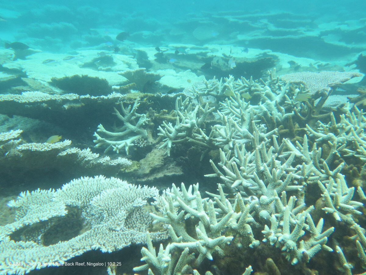 Australian Institute of Marine Science (@aims_gov_au) on Twitter photo AIMS and <a href="/Science_DBCA/">Biodiversity and Conservation Science</a> scientists have documented coral bleaching at Ningaloo reef as a marine heatwave, driven by climate change, warms the ocean in the north-west of the state.
More: bit.ly/4hIiEYN via LinkedIn
<a href="/JamesPGilmour/">James Gilmour</a> <a href="/FultoFish/">Chris Fulton</a>
📸: Chris Fulton AIMS and <a href="/Science_DBCA/">Biodiversity and Conservation Science</a> scientists have documented coral bleaching at Ningaloo reef as a marine heatwave, driven by climate change, warms the ocean in the north-west of the state.
More: bit.ly/4hIiEYN via LinkedIn
<a href="/JamesPGilmour/">James Gilmour</a> <a href="/FultoFish/">Chris Fulton</a>
📸: Chris Fulton