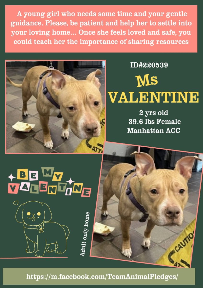MS. VALENTINE, age 2🩷
Discarded breeding momma? Whatever her past life, sounds like she had to get testy to get &amp; kept her share. She'll need:
#Time
#NoRushing
#RespectHerBoundaries
#SeeLifeThruHerEyes
#ConsistentAbundance
nycacc.app/#/browse/220539
#Adopt #Foster #Pledge4Rescue