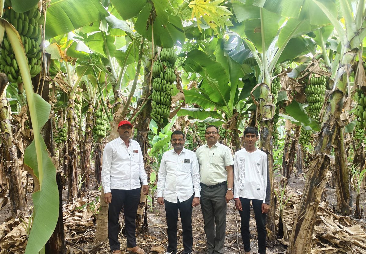 JainIrrigation's tweet photo. Creating wonders in your farms since decades with the best combination of #JainDrip + @JainTissueCrops from the #HiTechPlantFactory by #JainIrrigation 💯 ✅
#ThursdayThoughts #AgTech #AgriTech #JISL https://t.co/AeONfliUeV