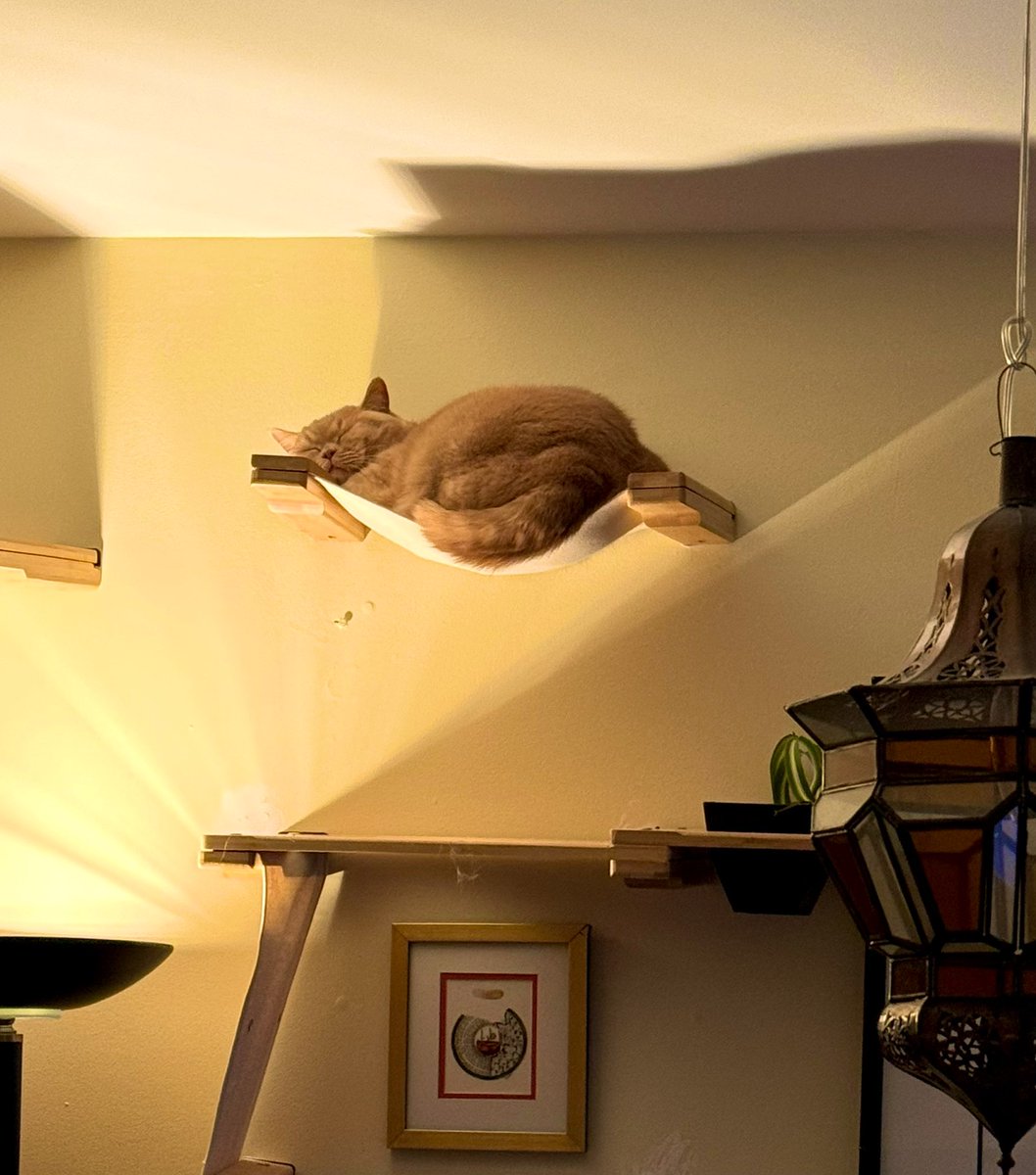 aunty gormint bro beeble tweet media