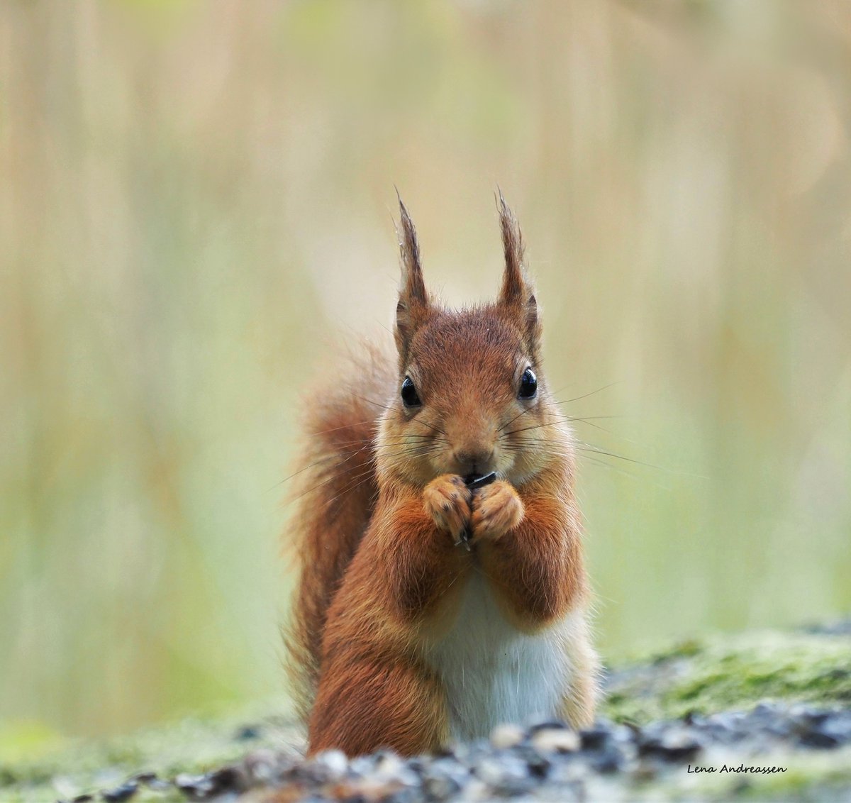 Happy Thursday ❤

"- How do you spell love? asked Piglet.
- You don't spell love, you feel it, answered Winnie the Pooh."

Wilma sends love and care to everyone who needs it ❤
Wishing you all a lovely day, it's probably going to be really rough weather here with a stiff breeze