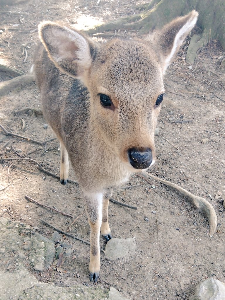 ＧＯＯＤafternoon.