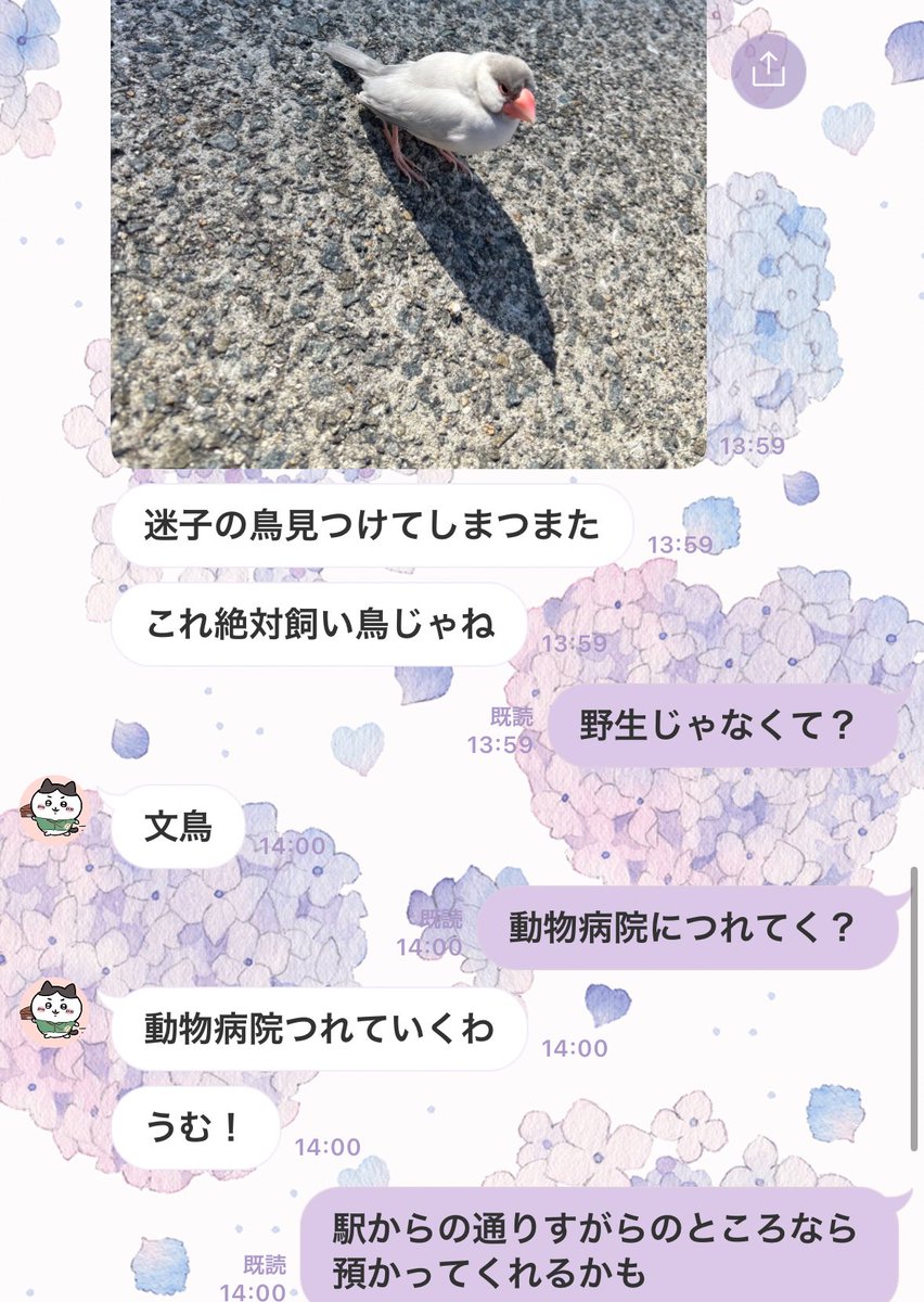 p8f0TQbDWKxCYq5's tweet photo. いまさっき主人が買い物帰りに見つけました。
迷子の文鳥さんみたいです。
兵庫県です。

一時的に家で預かってます。

#文鳥 #インコ #文鳥迷子 #迷子文鳥 #インコ迷子 #迷子 #迷い鳥 #迷子鳥 #保護文鳥 #文鳥保護 #保護インコ #保護鳥 #鳥好きさんと繋がりたい #拡散希望 https://t.co/9bbUupRp9G