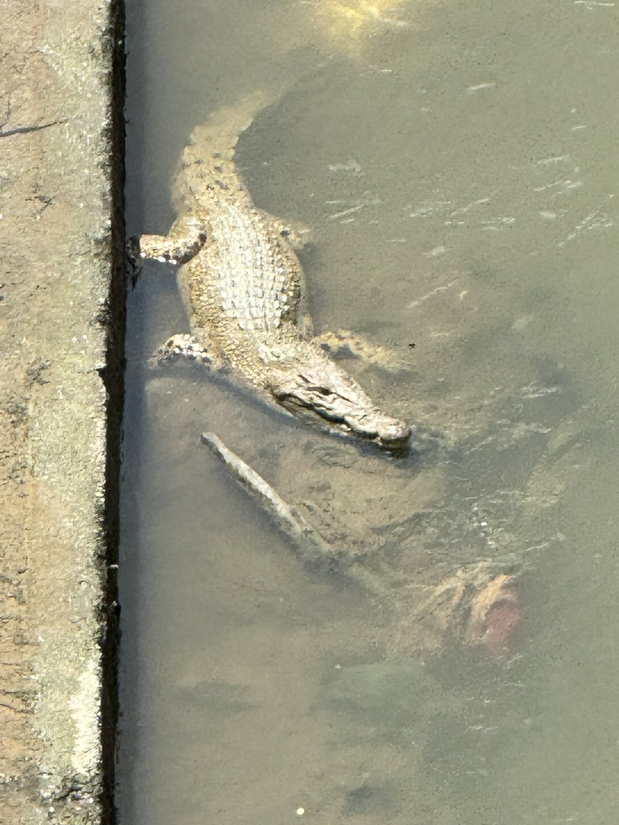 sangratu18's tweet photo. Buaya kotaraya. From Gardens/Midvalley-KL Eco City bridge. Selalu nampak biawak je, hari ni upgrade sikit 😅 https://t.co/3hrQfT2a4j