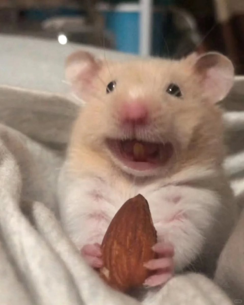 Tweets Of Hamster (@tweetsofhamster) on Twitter photo 