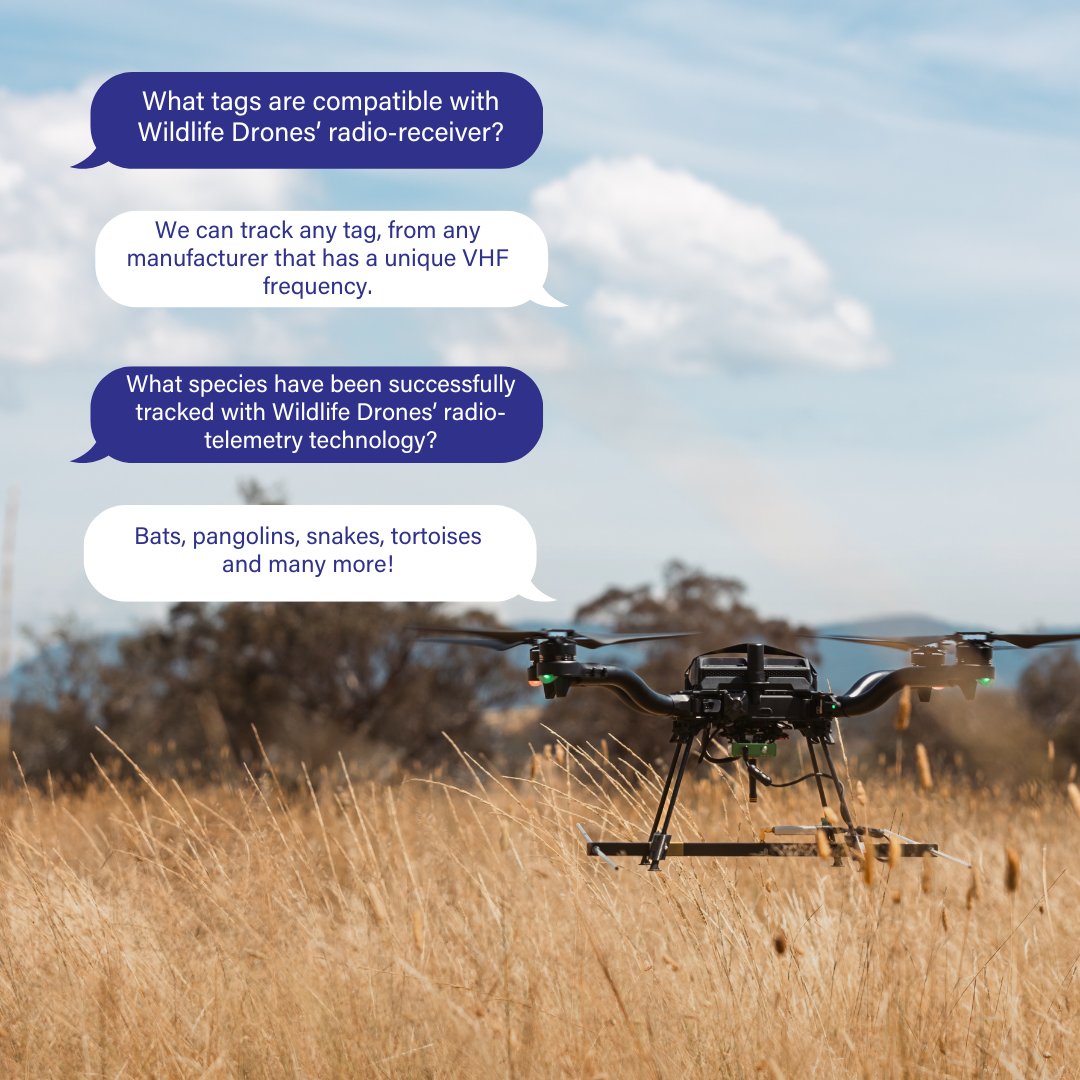 Check out our FAQ page to discover which tags are compatible and the amazing species we've tracked so far! From bats to tortoises, our tech is making a difference. 

hubs.ly/Q034f5C-0
#WildlifeDrones #WildlifeMonitoring #radiotracking #radiotelemetry #wildlifetelemetry