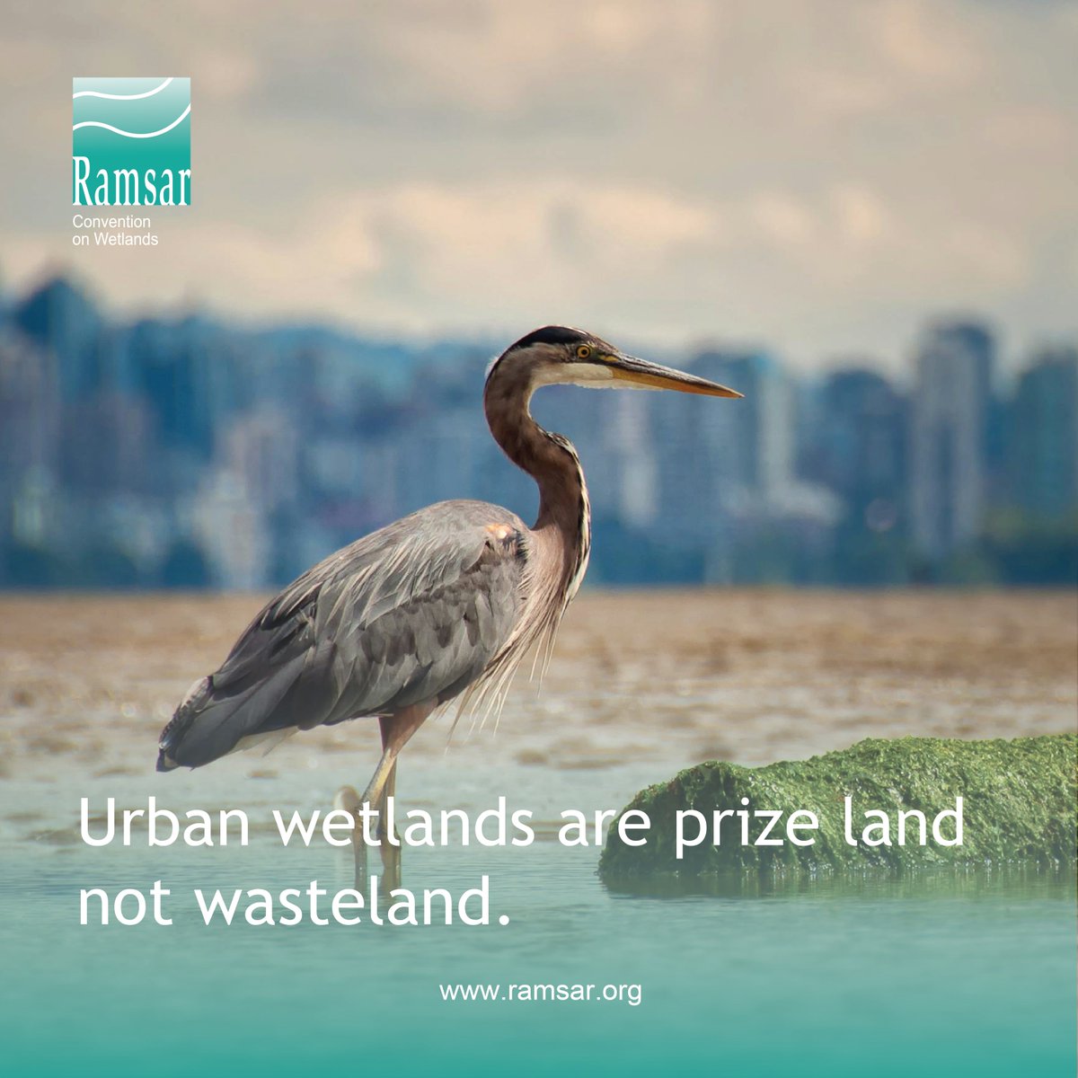 Cities account for around 80% of global economic output. As cities expand and demand for land increases, the tendency is to encroach on wetlands. Yet, when left intact or restored, urban wetlands make cities liveable.

➡️ ramsar.org/news/global-co…