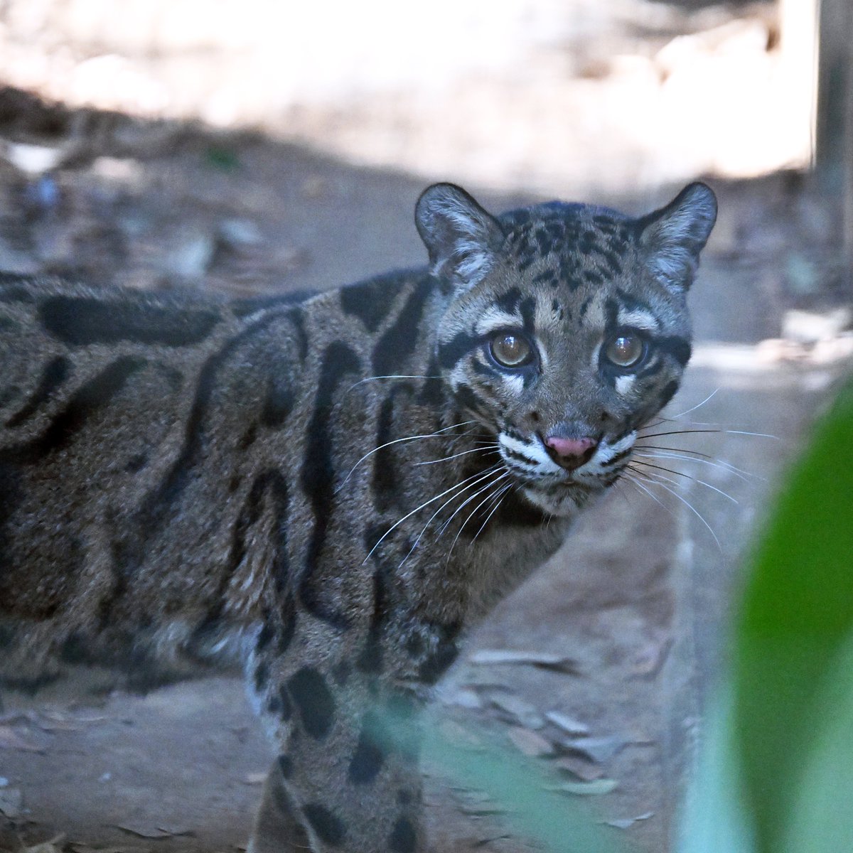 zooman_koichi's tweet image. 昨日、久し振りに対面しました
相手は怪訝な表情😅
#ウンピョウ #ズーラシア #CloudedLeopard #ZOORASIA