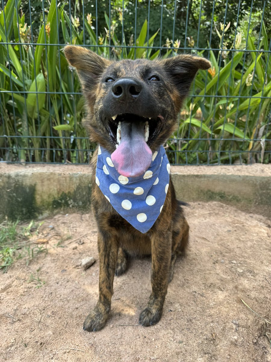 Niall Harbison tweet media