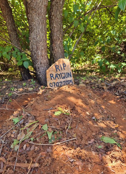 Sandra Swart (@wildpasts_) on Twitter photo South Africa mourns the torture and killing of young male baboon. At the same time, baboons are shot and poisoned in suburbia. Violence can only be stopped if we understand the deep history behind it.
Link below
#JusticeForRaygun
#Baboon
<a href="/TC_Africa/">The Conversation Africa</a> <a href="/NSPCA_SA/">NSPCA South Africa</a> South Africa mourns the torture and killing of young male baboon. At the same time, baboons are shot and poisoned in suburbia. Violence can only be stopped if we understand the deep history behind it.
Link below
#JusticeForRaygun
#Baboon
<a href="/TC_Africa/">The Conversation Africa</a> <a href="/NSPCA_SA/">NSPCA South Africa</a>