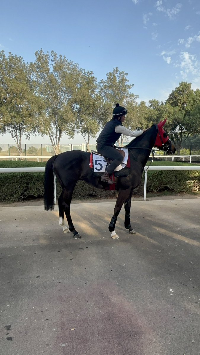 BoyleBloodstock's tweet image. A lovely bit of work this morning around Meydan for ‘Smoothie’ ahead of his race tomorrow night!

@BERacingLtd @RacingDubai