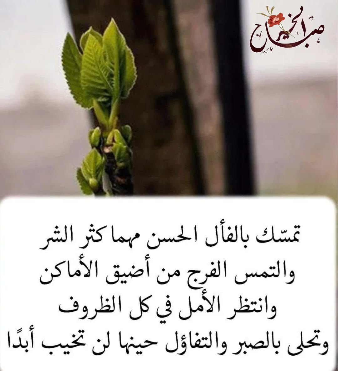 yamrm73's tweet photo. الحمدلله حمداً كثيراً طيباً مباركً فيه…………. https://t.co/gjr6OPApwI