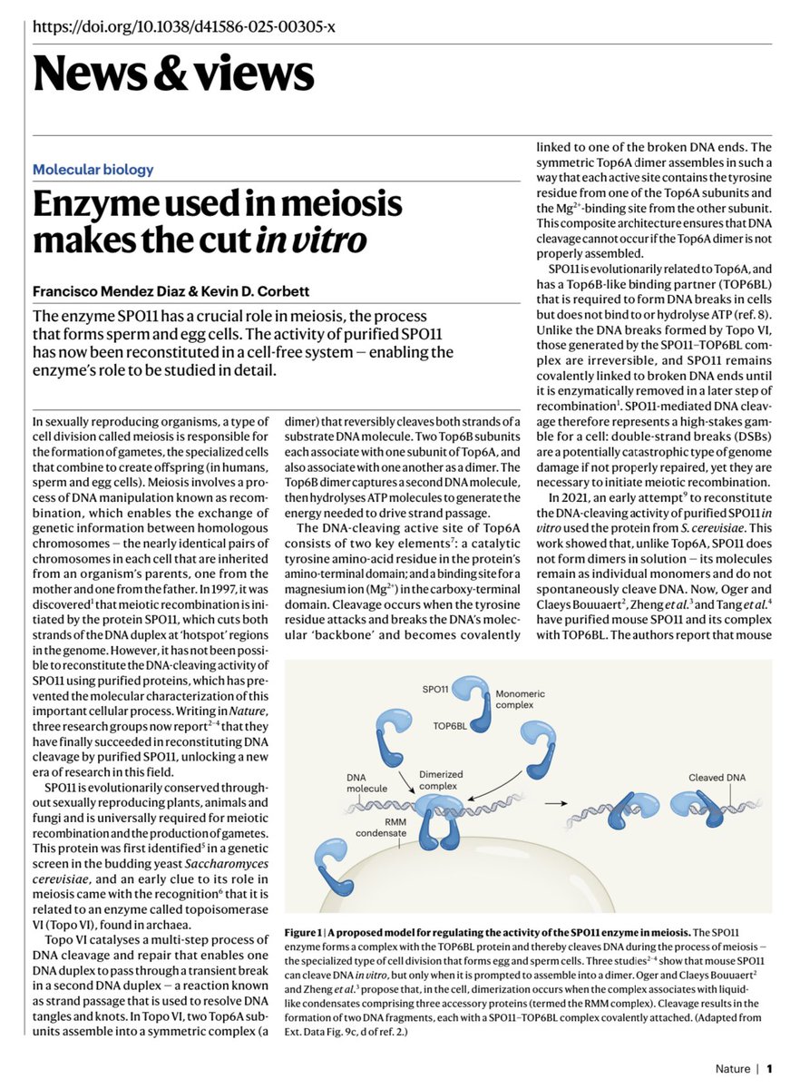 🎯Breaking News #Nature 

Enzyme used in meiosis makes the cut in vitro

News
nature.com/articles/d4158…

Paper 1
doi.org/10.1038/s41586…

Paper 2
doi.org/10.1038/s41586…

Paper 3
doi.org/10.1038/s41586…