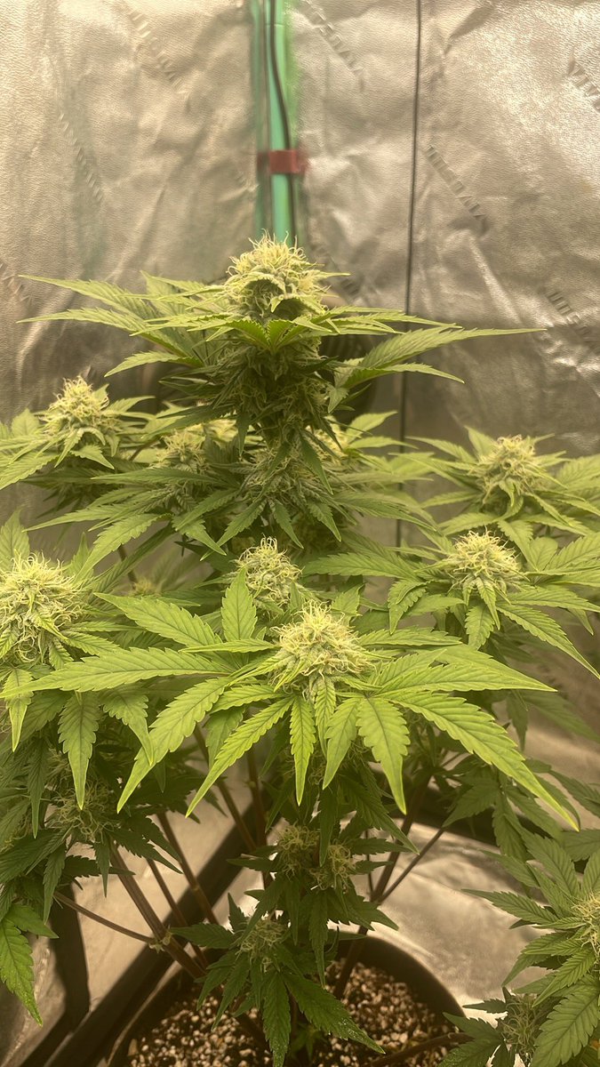 RedboneDemo's tweet image. 