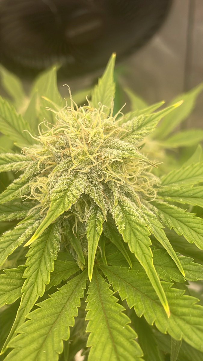 RedboneDemo's tweet image. 