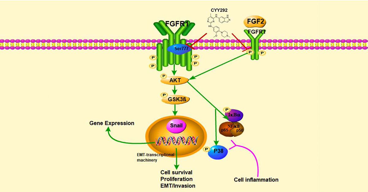 GenesNDiseases's tweet image. This study demonstrates the anti-proliferative, anti-invasive, and metastatic effects of #FibroblastGrowthFactorReceptor (FGFR)1 inhibitors CYY292 in #Glioblastoma (GBM) cells and mouse models, revealing a potential multifaceted role for FGFR1 in the treatment of GBM.…