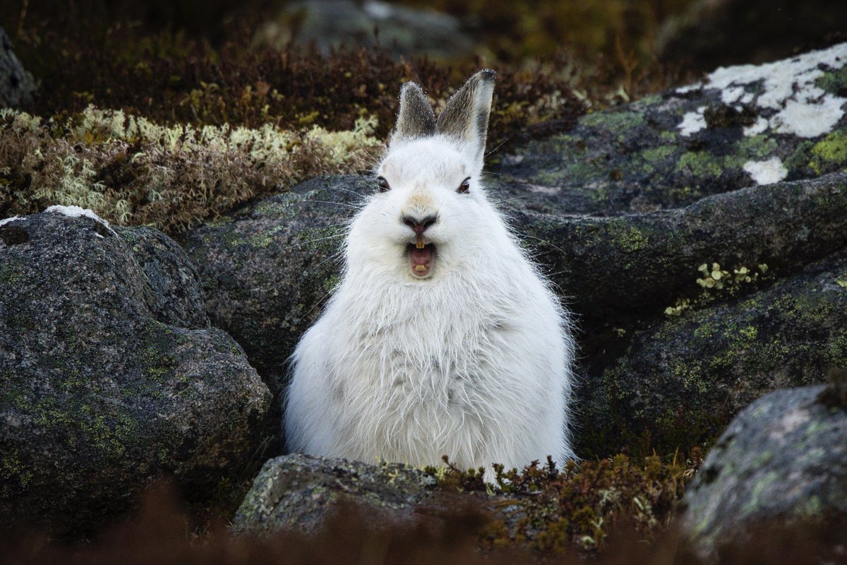 Mike Robinson (@mikeyrro) on Twitter photo Itβs a hard life being a #mountainhare
Taken 3 weeks ago in the #cairngorms
<a href="/cairngormsnews/">Cairngorms National Park</a> <a href="/WildlifeTrusts/">The Wildlife Trusts</a> <a href="/highland_andy/">Andy Howard</a> <a href="/WildlifeMag/">BBC Wildlife</a> <a href="/BBCSpringwatch/">BBC Springwatch</a> Itβs a hard life being a #mountainhare
Taken 3 weeks ago in the #cairngorms
<a href="/cairngormsnews/">Cairngorms National Park</a> <a href="/WildlifeTrusts/">The Wildlife Trusts</a> <a href="/highland_andy/">Andy Howard</a> <a href="/WildlifeMag/">BBC Wildlife</a> <a href="/BBCSpringwatch/">BBC Springwatch</a>