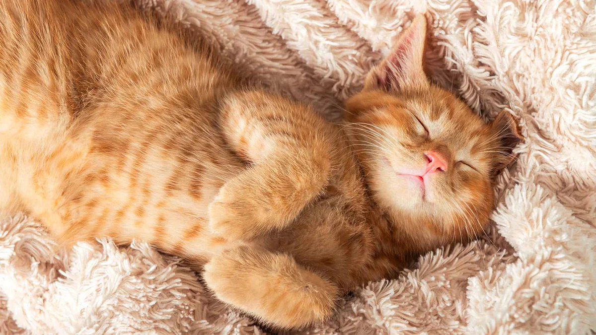 how i sleep at night knowing the red team hannah curse can’t affect spencer because she don’t rock with him