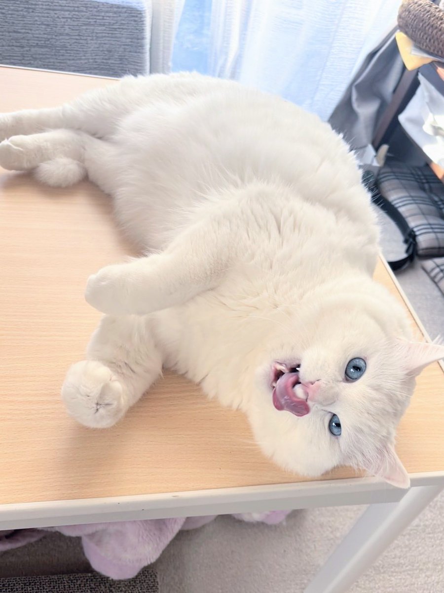 もんちゃん (@monchan_59) / Posts / X