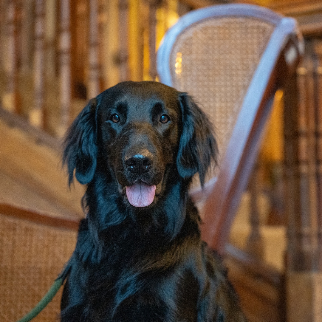 LCH_Hotel's tweet photo. It's National Love Your Pet Day! 💕

We adore seeing you and your furry companions here at Lake Country House. Your pets make our space even more special.

Bring them along for a relaxing break with us, they’re always welcome! 🐾

#NationalLoveYourPetDay https://t.co/V7Z5StXnLf