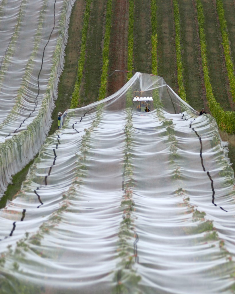 Greywacke tweet media