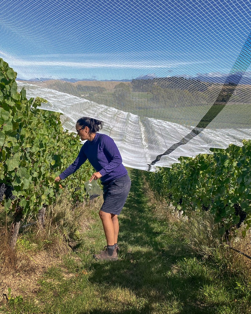 Mid-February sees us nearing Greywacke's seventeenth harvest! ⁠Richelle and the team are actively netting vineyards, monitoring fruit and preparing the winery.⁠ 
⁠
Netting vines 📷️ l8r.it/6uS5

#nzv25 #harvest2025 #vineyardlife #birdprotection #nzbirdlife