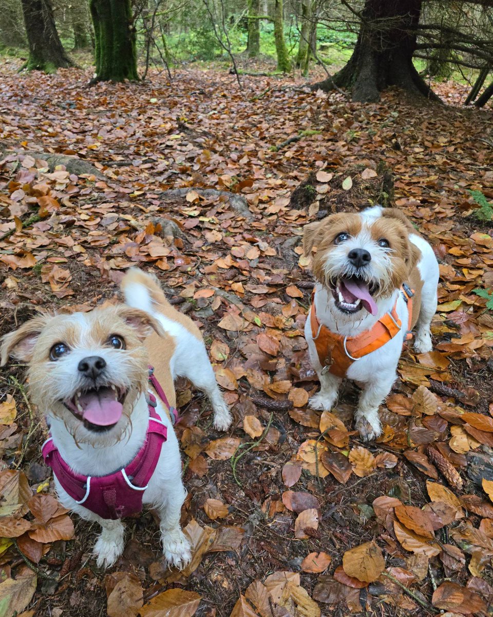 MillieandGriff's tweet image. Pals, are we doing something wrong? Our followers haven't moved in weeks😞! Can you help us reach new doggo friends? We want to connect with all pet owners / pet lovers! #dogsofX