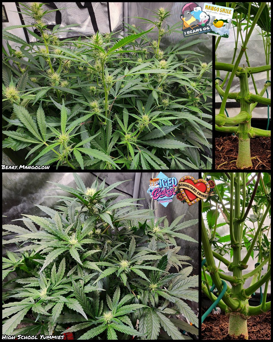 stealthmode204's tweet photo. Day 43 - flower is in full swing now
#remonutrients #growtent #homegrow #autoflowers #cannabis #cannabiscommunity #microgrowery #indoorgrow #showyourgrow #mephistogenetics https://t.co/qAZWwuGazi